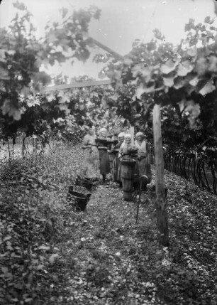 Im Weinberg : Frauen bei der Weinlese im Weinberg