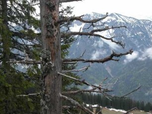 Abgestorbener Baum am Rauschnberg bei Ruhpolding, Chiemgauer Alpen, Bayern