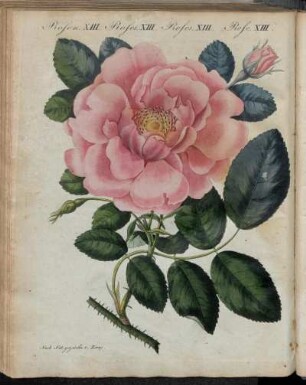 No. 45. Rosen. XIII. Rosen-Arten.