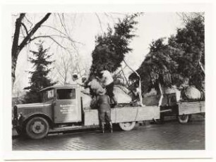 Verpflanzen großer Bäume: Baumtransport