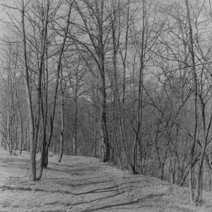 Frühlingsbilder : Oberlausitz. Waldweg