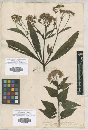 Eupatorium
