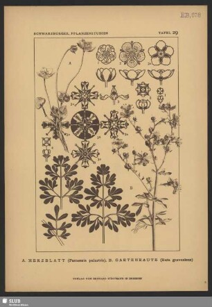 A. Herzblatt (Parnassia palustris), B. Gartenraute (Ruta graveolens)