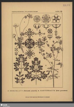 A. Herzblatt (Parnassia palustris), B. Gartenraute (Ruta graveolens)