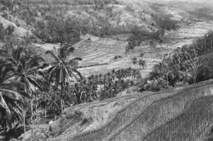Kulturlandschaft : Bergige Landschaft mit Terrassen-Reisfeldern und Palmen