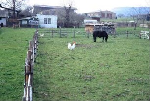 Tiere auf einer Koppel, hinten LPG-Gebäude