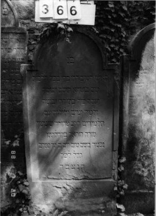 Grabstein 366 (Index: 100094744) Material: Sandstein Zustand: unten abgebrochen, abgeblättert, an Mauer gelehnt Maße HxBxT: 130x62x7 cm Beschreibung: Stele, eingezogener Rundbogenabschluß, Schrift eingetieft: Grabstein 366