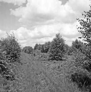 Nienwohlder Moor: Blick auf Moorfläche mit blühender Heide: vorn Dammweg: im Hintergrund Sträucher und Bäume