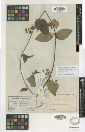 Mascagnia cordifolia (A. Juss.) Griseb. var. cornifolia Griseb.