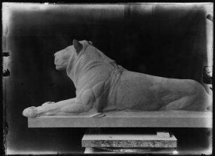 Ohne Titel (Im Atelier von August Gaul: Skulptur eines liegenden jungen Löwen, nach links gewand)