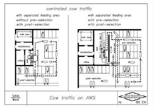 Cow traffic on AMS