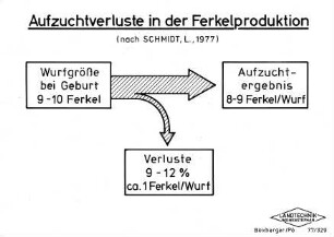 Aufzuchtverluste in der Ferkelproduktion (nach SCHMIDT, L., 1977)
