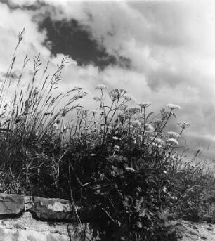 Wiesenstücke. Wiesenblumen gegen Wolken