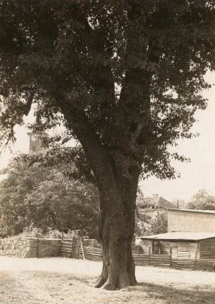 Döbeln-Ziegra. Birnbaum (Pyrinae) am Rittergut