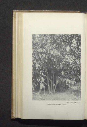 Cacao tree from suckers.