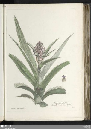 L'Ananas en Fleur