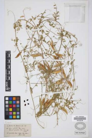 Vicia capreolata Lowe
