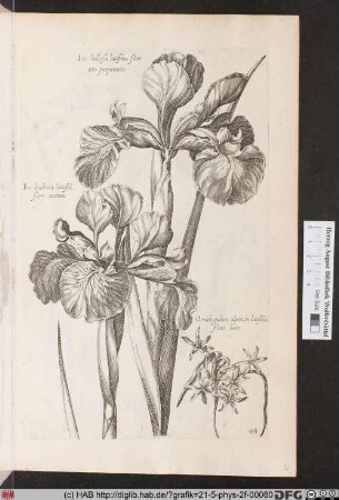 [Schwertlilien und Milchstern].