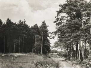 Grenzmark (Posen-Westpreußen). Ein Waldweg nahe Schneidemühl (seit 1945 Piła - Polen)