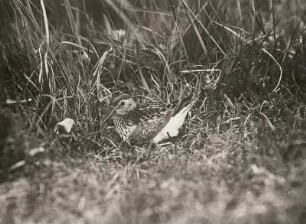 Alpenstrandläufer (Calidris alpina L.) läßt sich zum Brüten nieder