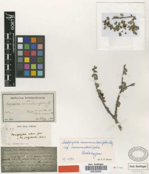 Malpighia nummulariifolia Nied.
