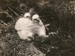 Europa. Mäusebussard (Buteo buteo), Junge im Horst