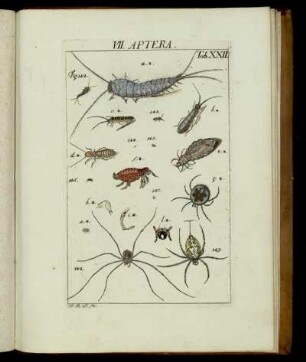 VII. Aptera, Tab. XXII - XXIV