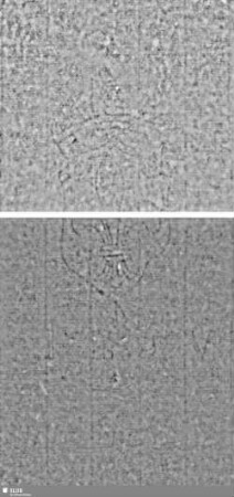 Lilienschild + IESV / LW = S.27/28+31/32