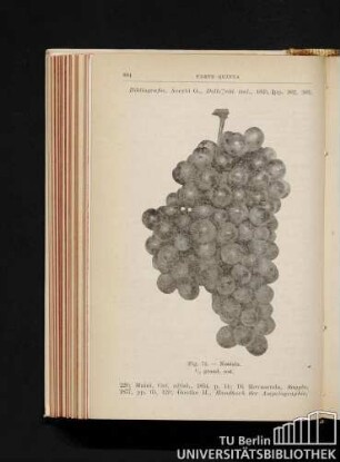 Fig. 73. - Nosiola. 1/2 grand. nat.