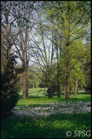 Potsdam, Park Sanssouci, Frühblüher.
