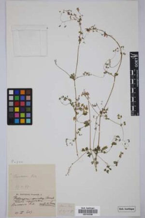 Fumaria capreolata L.