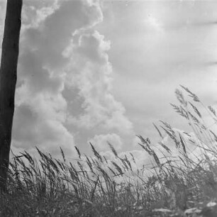 Sommerlandschaft