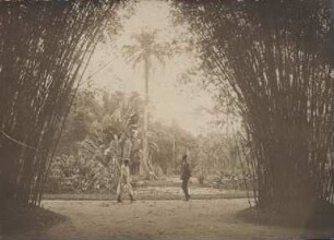 Rio de Janeiro, Botanischer Garten