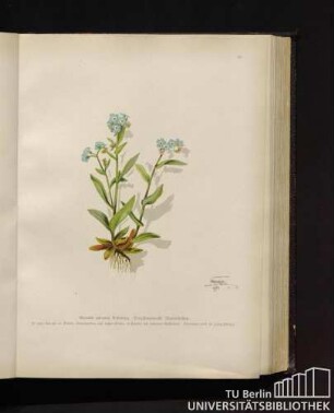 Myosotis palustris Withering. Vergißmeinnicht, Mausöhrchen.