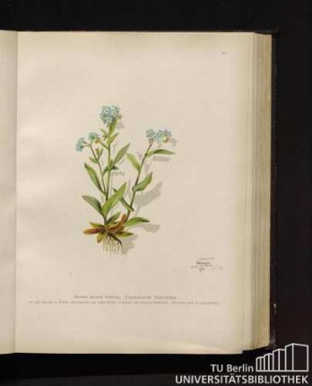 Myosotis palustris Withering. Vergißmeinnicht, Mausöhrchen.