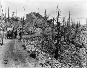 Krüppelig gewachsene Bäume : Krüppelig gewachsene Bäume am Straßenrand, nahe des Gipfels des Mount Wahburn.