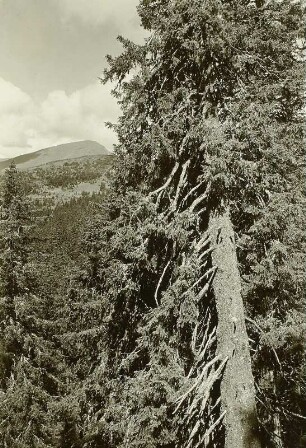 Pietros (2020 m) südöstlich von Jassinja (Körösmezö). Blick von Süden. Im Vordergrund Urwald