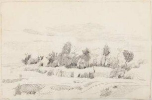 Landschaft mit jungen Bäumen und Strauchwerk