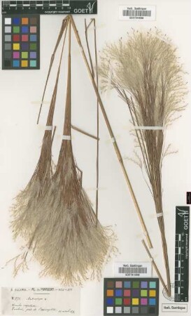 Andropogon sp.