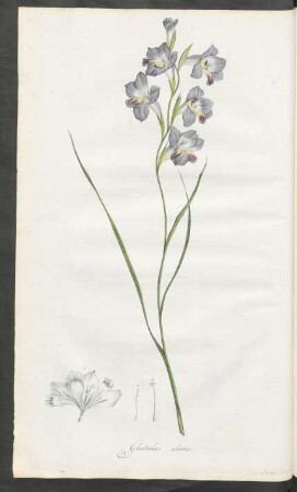 Gladiolus alatus
