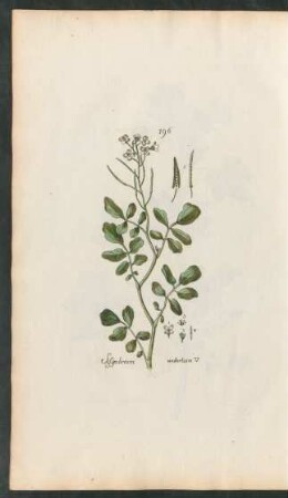 196. Sisymbrium nasturtium