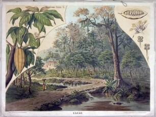 CACAO