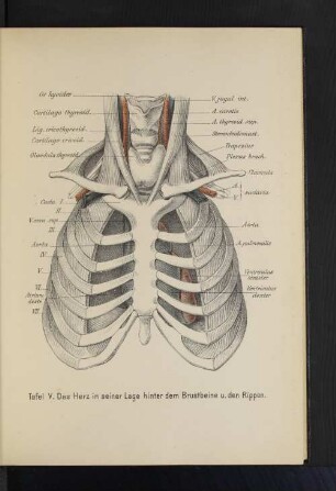 Tafel V. Das Herz in seiner Lage hinter dem Brustbein u. den Rippen.