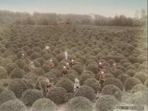 Teeplantage bei Uji