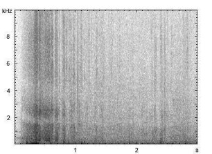 Kap-Igel | Atelerix frontalis - Abwehrruf