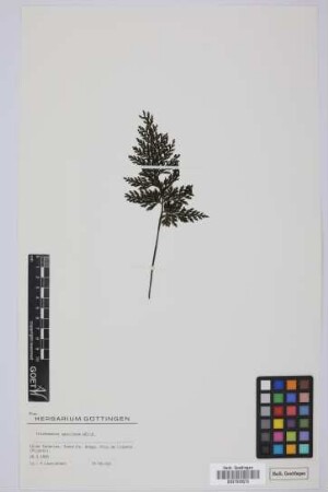 Trichomanes speciosum Willd.