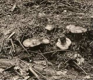 Verkahlende oder kurz Kahle Krempling (Paxillus involutus)