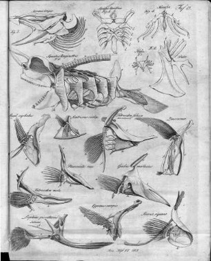 Tafel 13 : zur Isis Heft VI. 1818