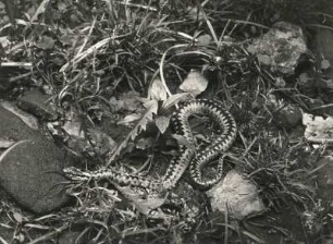 Kreuzotter (Vipera berus)