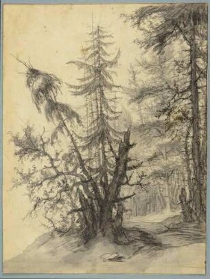 Waldlandschaft mit Baumgruppe im Vordergrund